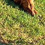 dog, grass, outdoor, canine, sunlight, animal, pet, laying_down, nature, brown, fur, collar, daylight, mammal, relaxed, quiet, ground, summer, peaceful, companion