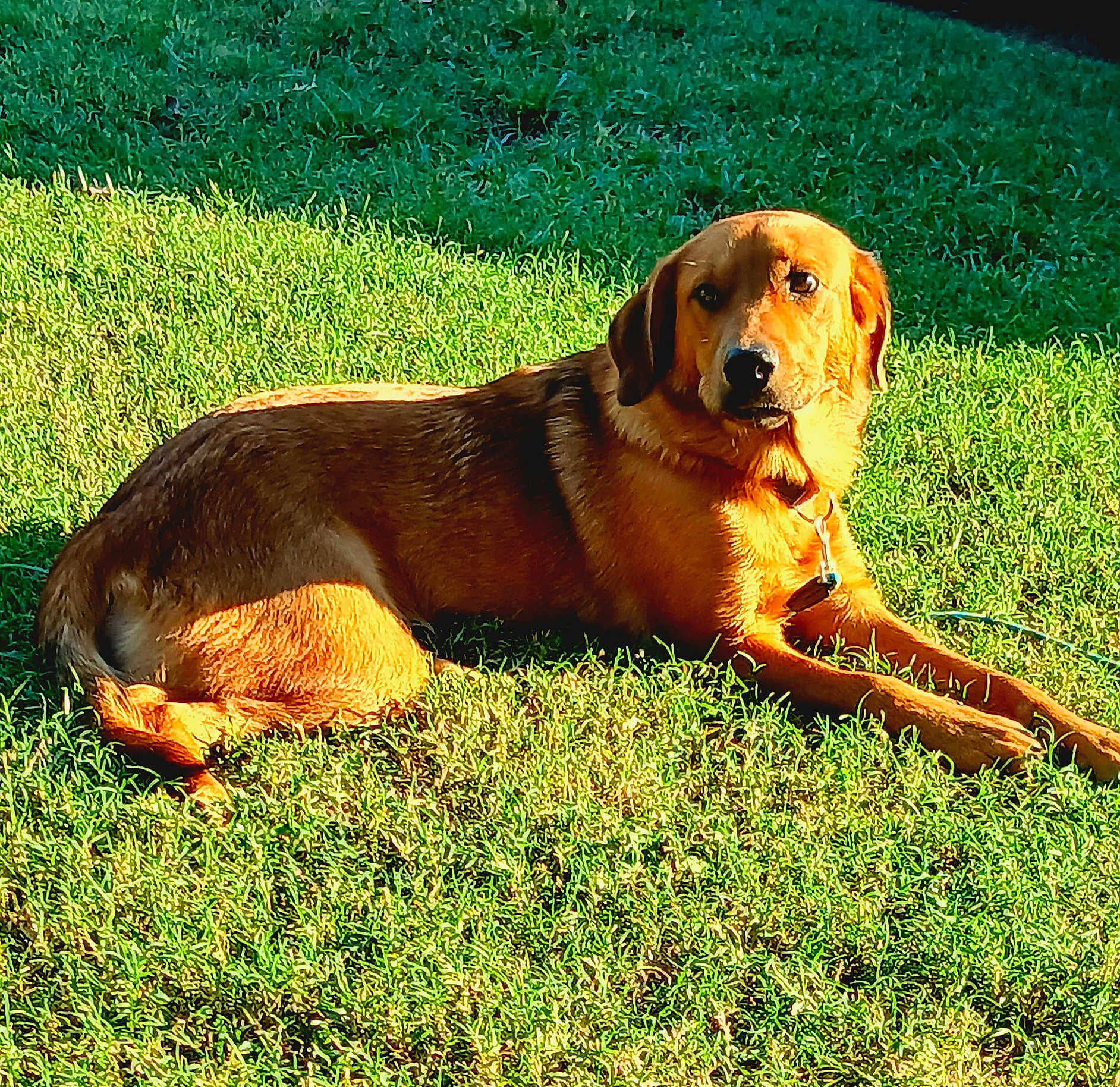 Goldilocks Smith is registered to the contest to win money with this photo: dog, lawn, grass, sunlight, outdoor, pet, canine, relaxed, brown_fur, collar, nature, animal, summer, daylight, mammal, resting, greenery, alert, domestic_animal, sunshine