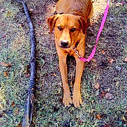 Goldilocks Smith is registered to the contest to win money with this photo: dog, brown_dog, leash, grass, stick, outdoor, animal, pet, canine, lying_down, nature, daylight, collar, playful, fur, ears, eyes, snout, tail, ground