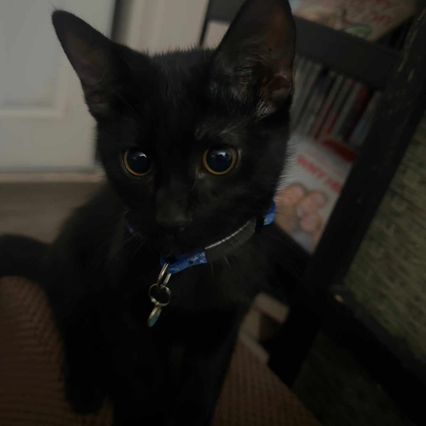 Milo is registered to the contest to win money with this photo: animal_collar, black_cat, blue_collar, blurred_background, bookshelf, close_up, curious, cute, domestic_animal, door, ears, eyes, feline, floor, furniture, indoor, kitten, pet, texture, young_animal