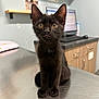 Milo joined the competition — help win amazing prizes! black_kitten, cat, kitten, animal, pet, indoor, metal_table, veterinary_office, computer, cabinet, curious, yellow_eyes, fur, whiskers, ears, sitting, young_cat, closeup, portrait, domestic_cat