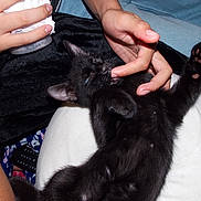 Milo is registered to the contest to win money with this photo: black_kitten, cat, kitten, pet, playing, biting, finger, human_hand, cushion, blanket, remote_control, indoor, comfort, fur, paw, claws, relaxing, closeup, animal, cute