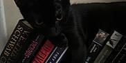 Milo joined the competition — help win amazing prizes! animal, black_cat, book_spines, books, cat, cozy, curious, dark, feline, home, indoor, light_switch, pet, quiet, relaxing, resting, shadow, soft_light, stack_of_books, wall