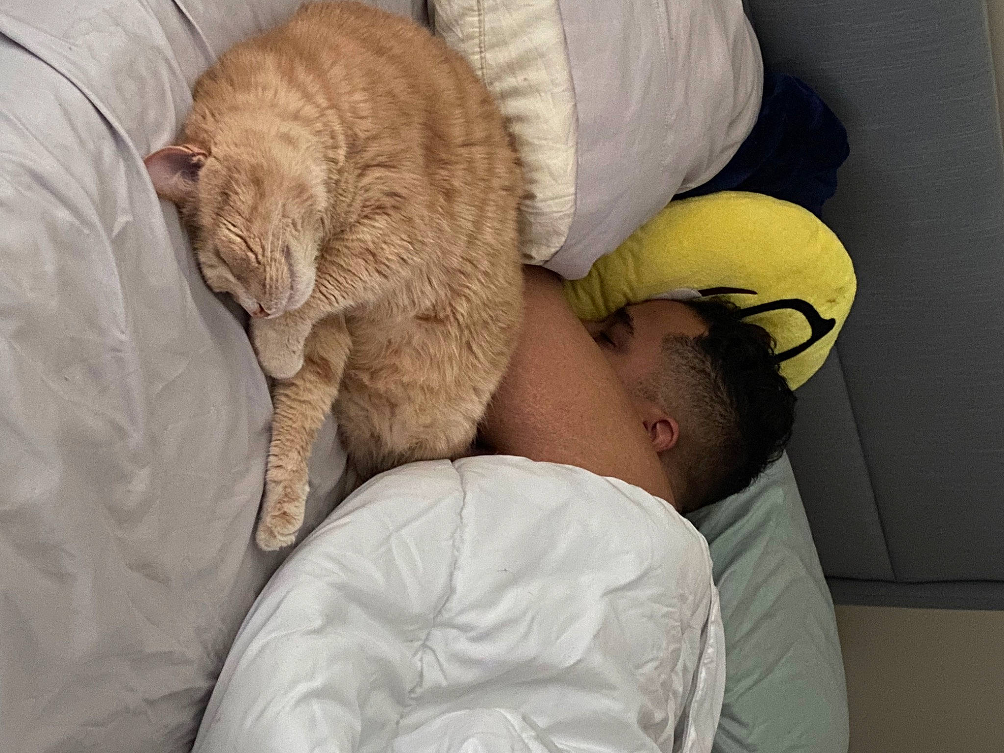 Brewski is registered to the contest to win money with this photo: baby, baby_sleeping, bedtime, carnivore, cat, child, comfort, companion_dog, domestic_short_haired_cat, ear, felidae, fur, linens, nap, small_to_medium_sized_cats, snout, stuffed_toy, whiskers, wool, wrinkle