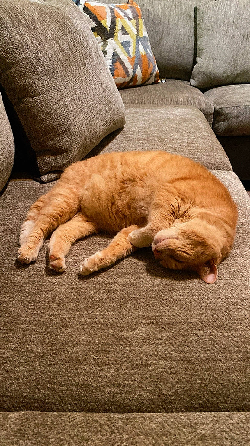 Brewski joined the competition — help win amazing prizes! canidae, carnivore, cat, claw, comfort, domestic_short_haired_cat, fawn, felidae, flooring, fur, gesture, human_leg, paw, small_to_medium_sized_cats, snout, sporting_group, tail, terrestrial_animal, whiskers, wood