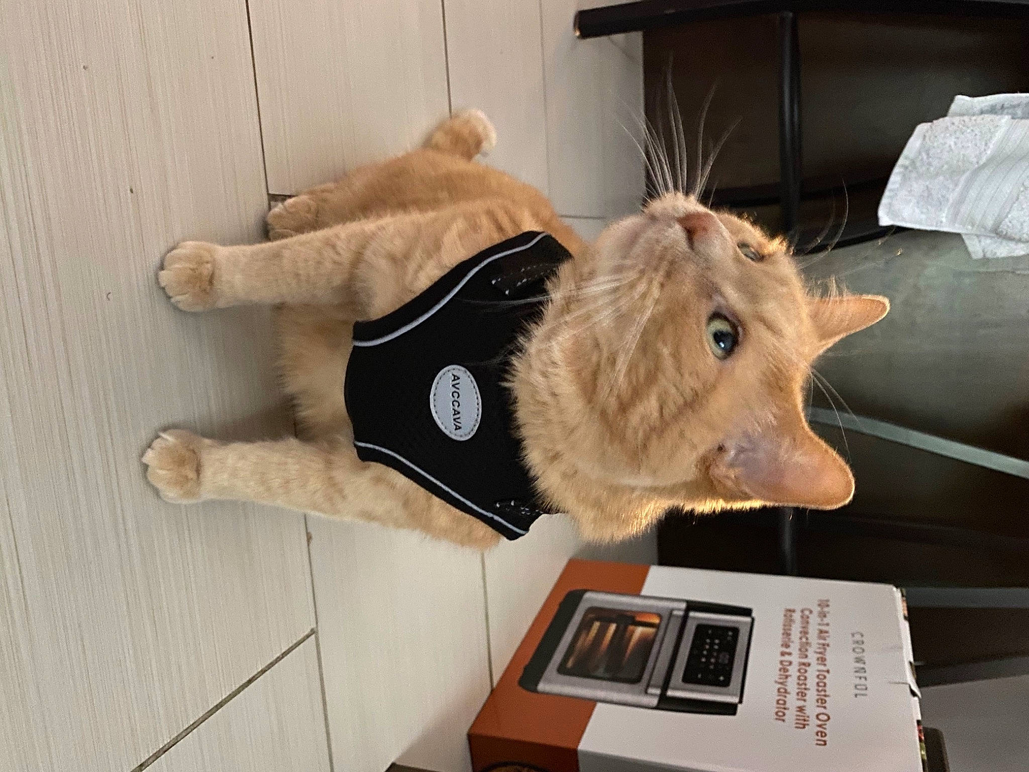 Brewski is registered to the contest to win money with this photo: canidae, fawn, felidae, flooring, fur, fur_clothing, hide, horn, moose, personal_protective_equipment, plush, room, small_to_medium_sized_cats, snout, sporting_group, tail, terrestrial_animal, whiskers, wood, working_animal