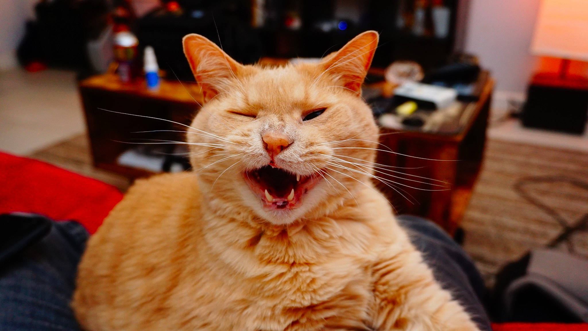 Brewski joined the competition — help win amazing prizes! carnivore, cat, claw, domestic_short_haired_cat, ear, event, fang, fawn, felidae, fur, paw, small_to_medium_sized_cats, snout, whiskers, wildlife, yawn