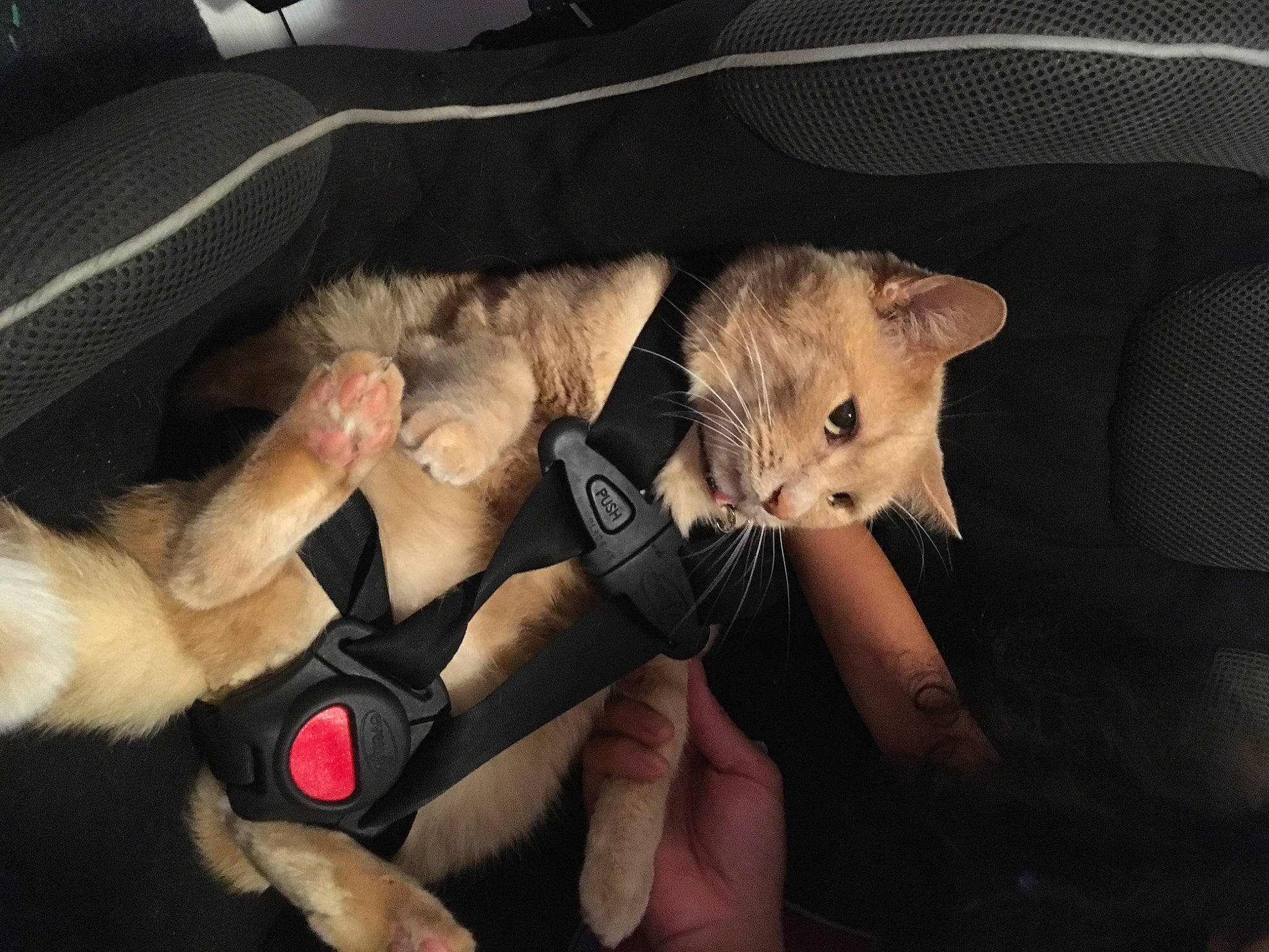 Brewski joined the competition — help win amazing prizes! canidae, carnivore, cat, claw, comfort, companion_dog, dog_breed, domestic_short_haired_cat, fawn, felidae, fur, gesture, lap, nail, paw, small_to_medium_sized_cats, tail, whiskers, wrist