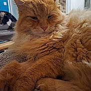 Não a rejoint le concours — aidez-le/la à gagner de superbes lots ! cat, ginger_cat, fluffy, feline, pet, animal, indoor, relaxed, cozy, blanket, fur, whiskers, paws, closeup, mammal, resting, cute, domestic_animal, sleepy, home