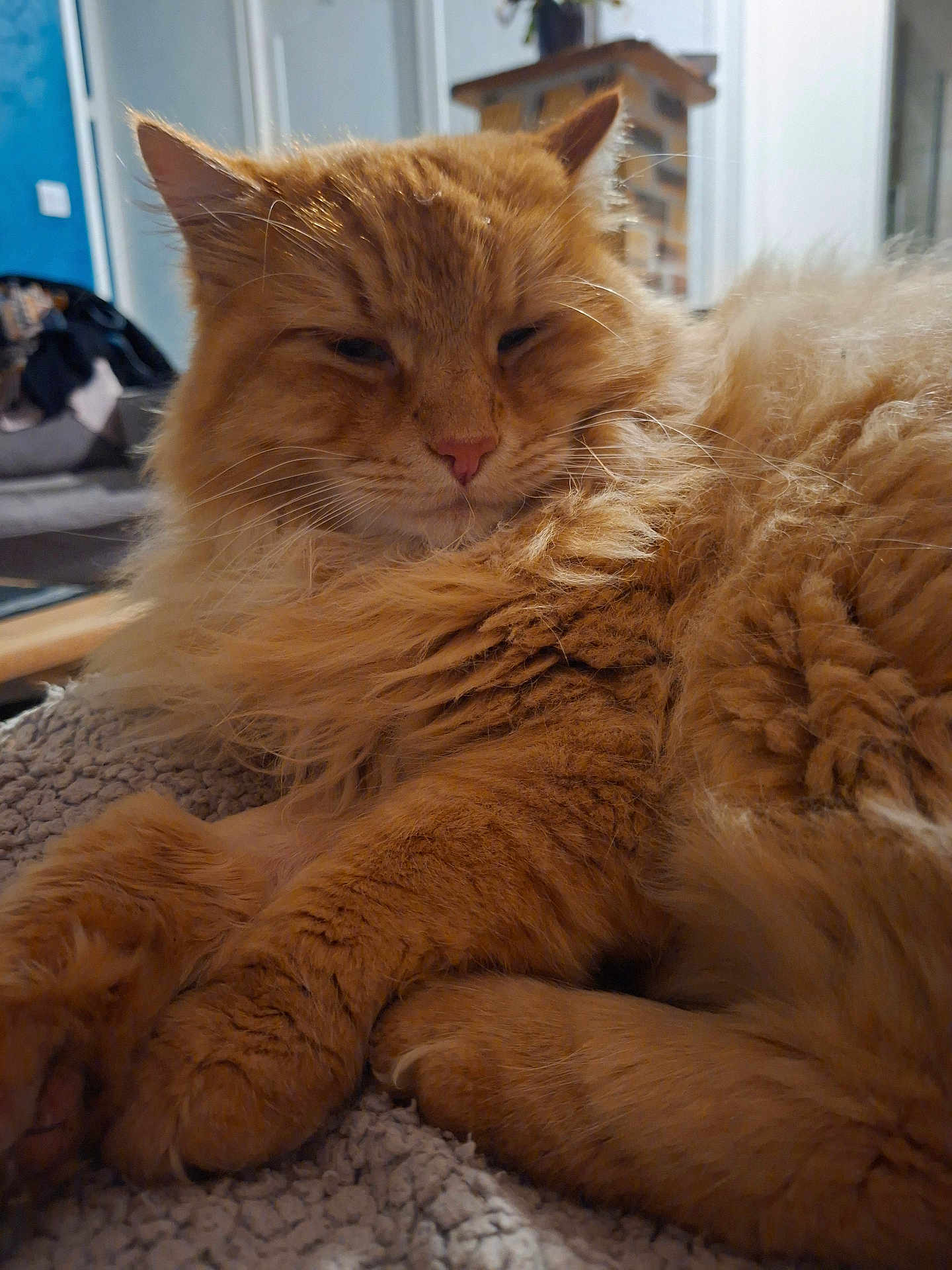 Não a rejoint le concours — aidez-le/la à gagner de superbes lots ! cat, ginger_cat, fluffy, feline, pet, animal, indoor, relaxed, cozy, blanket, fur, whiskers, paws, closeup, mammal, resting, cute, domestic_animal, sleepy, home