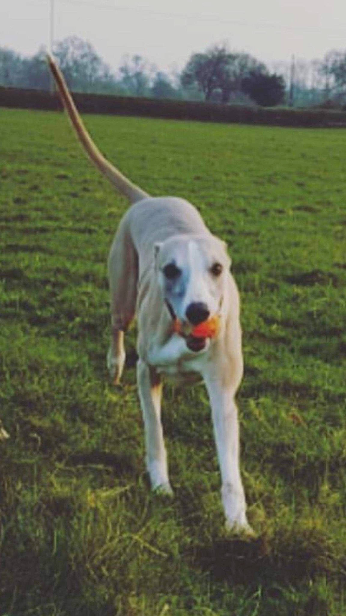 Jacob joined the competition — help win amazing prizes! carnivore, collar, companion_dog, dog, dog_breed, dog_collar, dog_supply, fawn, grass, grassland, gun_dog, pasture, pet_supply, plant, sky, sporting_group, tail, tree, working_animal, working_dog