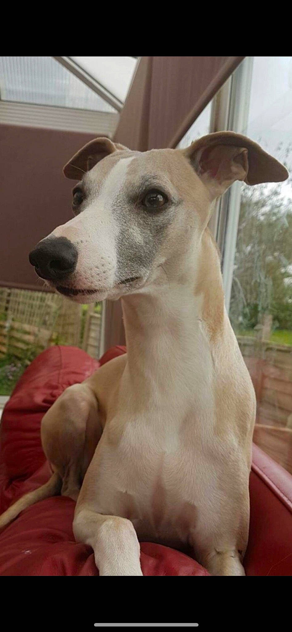 Jacob joined the competition — help win amazing prizes! canidae, carnivore, collar, companion_dog, dog, dog_breed, dog_collar, dog_supply, fawn, magyar_agar, non_sporting_group, pet_supply, plant, rampur_greyhound, sighthound, snout, sporting_group, terrestrial_animal, whiskers, working_animal