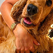Uguette participe au concours pour gagner de l'argent avec cette photo : affection, animal, close_up, companion, cuddling, cute, dog, friendly, fur, gold_watch, golden_retriever, hug, human_hand, indoor, love, pet, portrait, puppy, tongue, watch