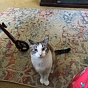 Sneakers joined the competition — help win amazing prizes! cat, indoor, rug, patterned_rug, pet, animal, curious, looking_up, floor, home, furniture, wheel, stroller, domestic_cat, whiskers, ears, tail, white_paws, brown_and_white_fur, sitting