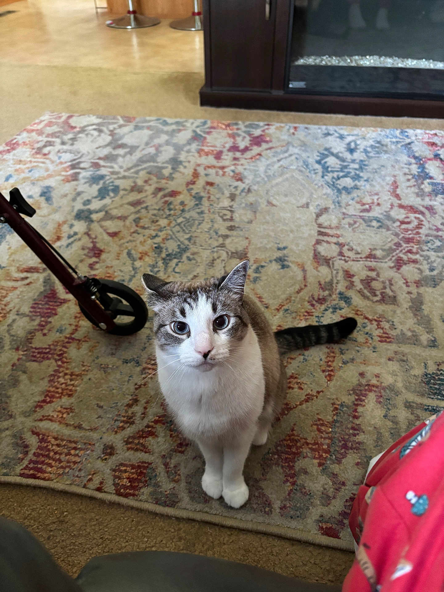 Sneakers joined the competition — help win amazing prizes! cat, indoor, rug, patterned_rug, pet, animal, curious, looking_up, floor, home, furniture, wheel, stroller, domestic_cat, whiskers, ears, tail, white_paws, brown_and_white_fur, sitting