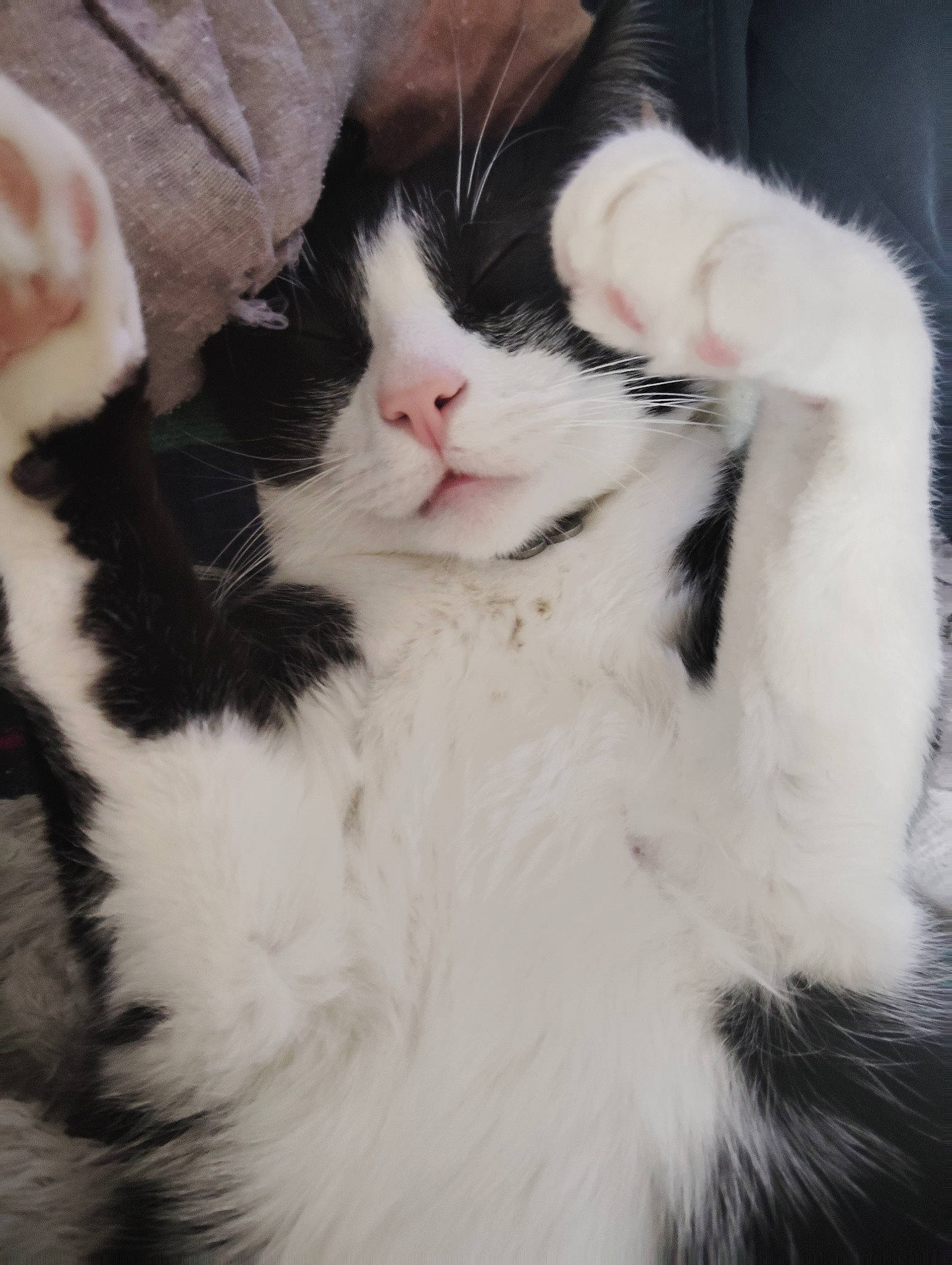 Oscar a rejoint le concours — aidez-le/la à gagner de superbes lots ! carnivore, cat, claw, comfort, domestic_short_haired_cat, eye, felidae, foot, fur, head, human_body, jaw, natural_material, paw, small_to_medium_sized_cats, snout, tail, terrestrial_animal, whiskers