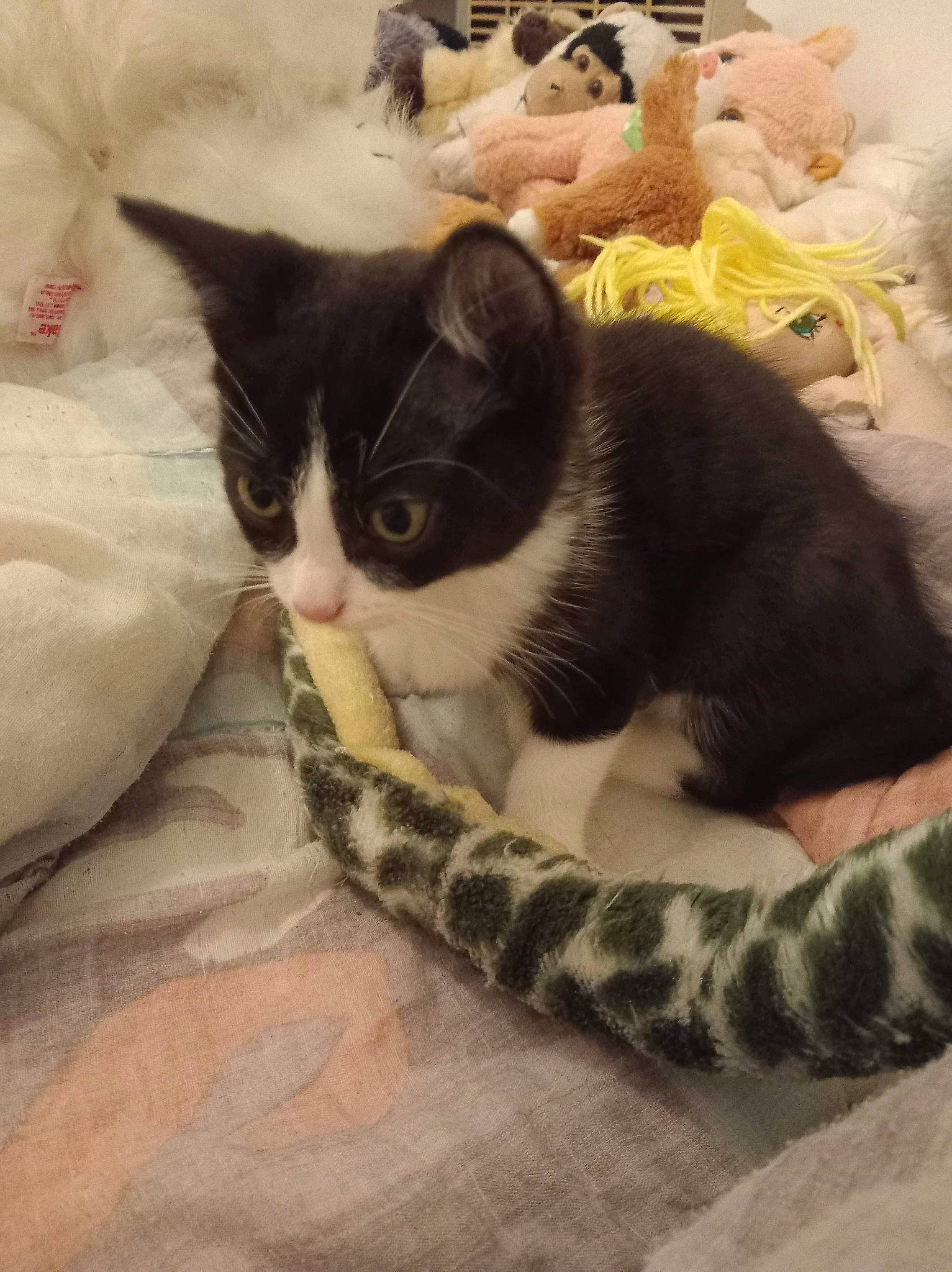 Oscar a rejoint le concours — aidez-le/la à gagner de superbes lots ! bedding, carnivore, cat, cat_supply, claw, comfort, domestic_short_haired_cat, felidae, fur, linens, paw, small_to_medium_sized_cats, snout, square, tail, terrestrial_animal, textile, whiskers