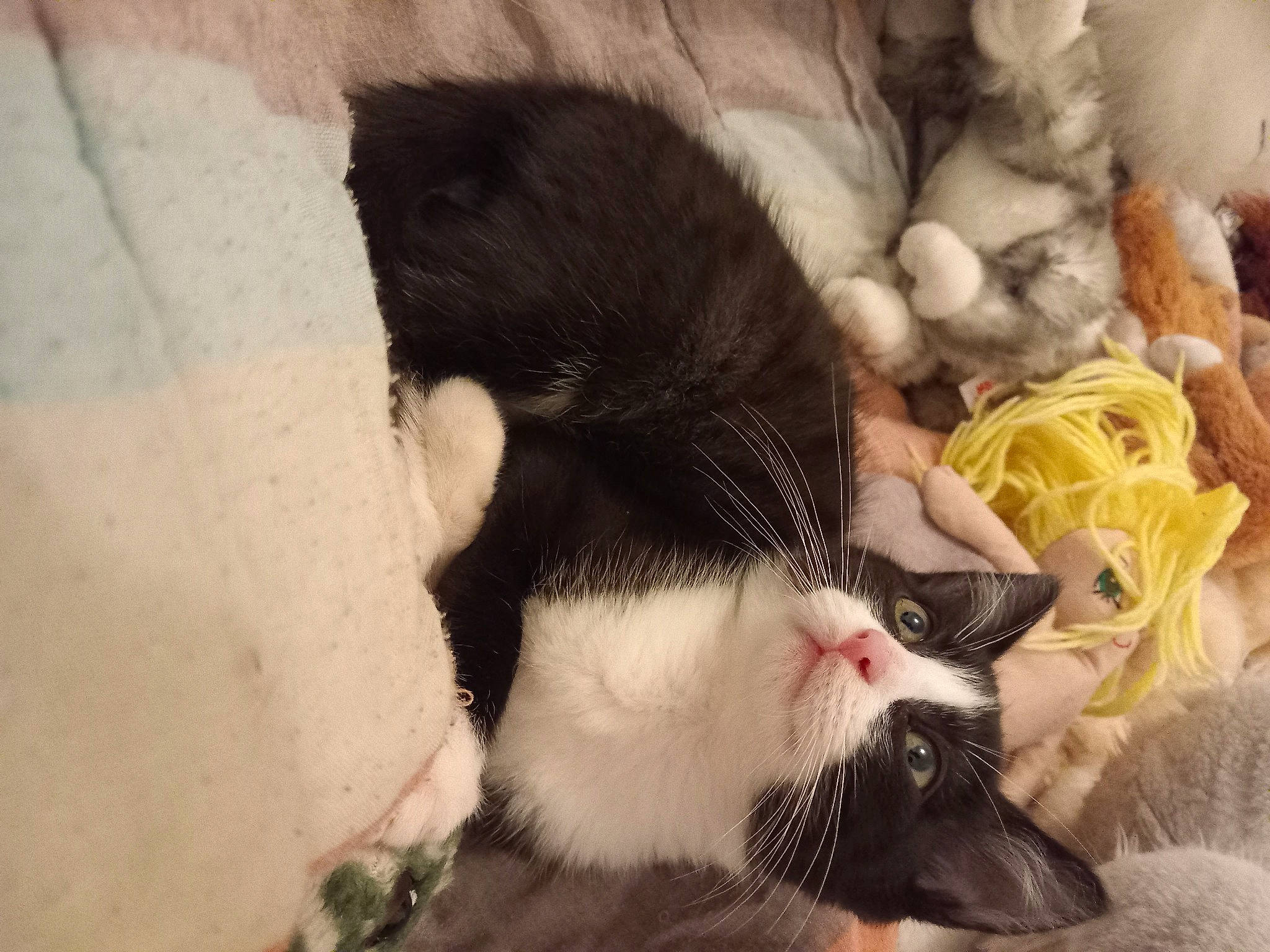 Oscar participe au concours pour gagner de l'argent avec cette photo : canidae, carnivore, cat, claw, collar, comfort, domestic_short_haired_cat, eye, eyelash, felidae, fur, mammal, nap, paw, sleep, small_to_medium_sized_cats, snout, tail, vertebrate, whiskers