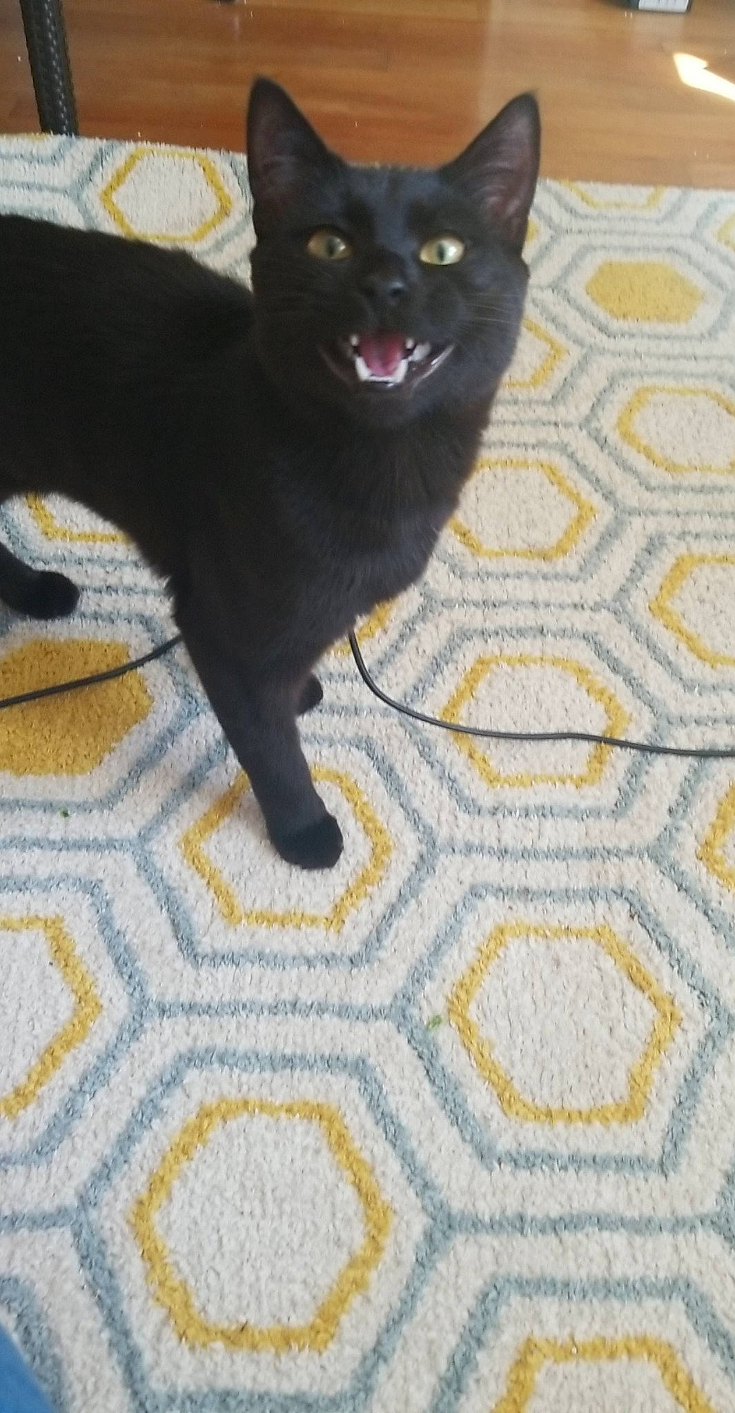 Pachat a rejoint le concours — aidez-le/la à gagner de superbes lots ! black_cat, bombay, carnivore, carpet, cat, claw, dog_breed, domestic_short_haired_cat, felidae, floor, flooring, fur, linens, pattern, paw, small_to_medium_sized_cats, snout, tail, terrestrial_animal, whiskers