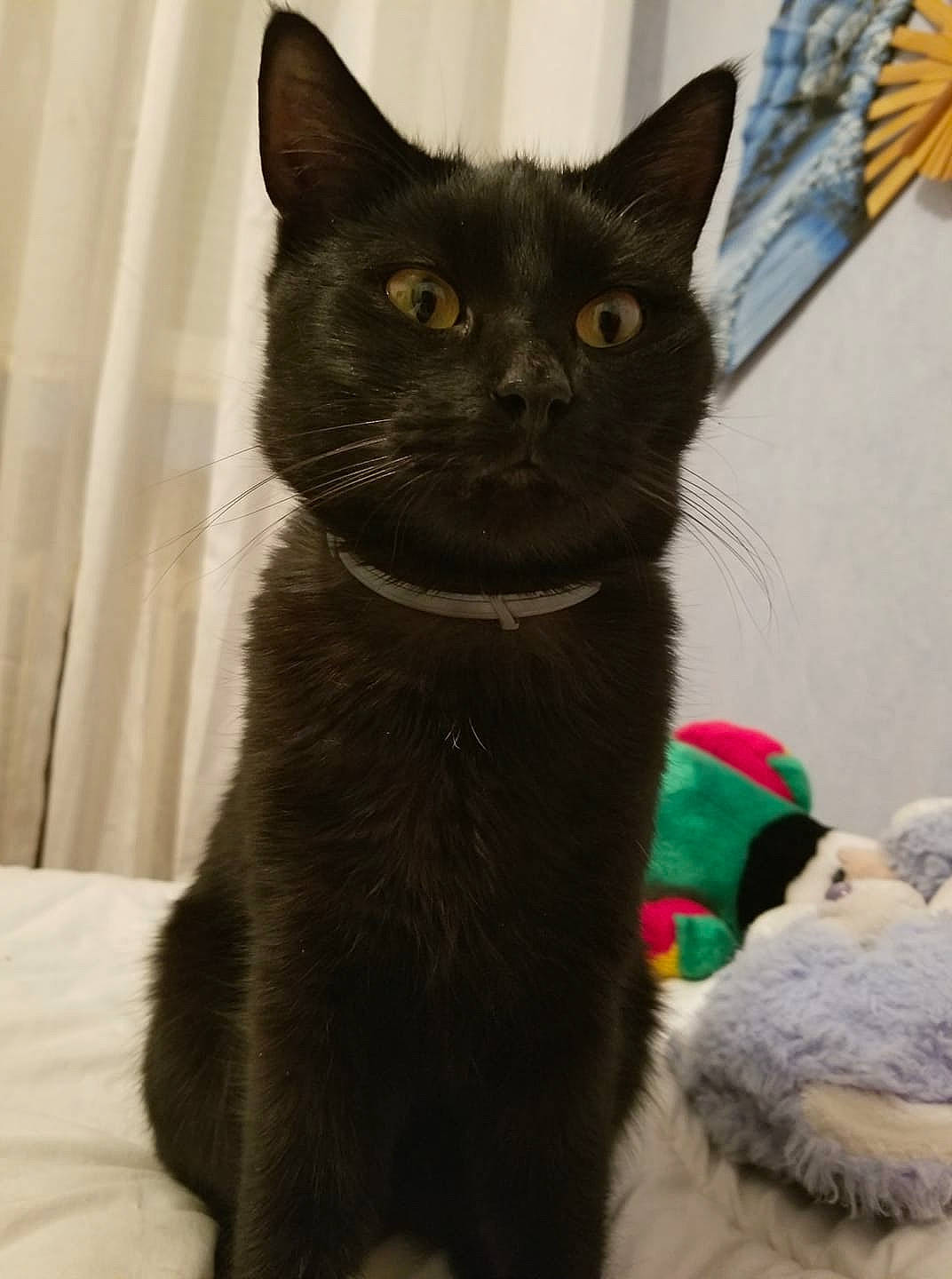 Pachat participe au concours pour gagner de l'argent avec cette photo : black_cat, bombay, carnivore, cat, cat_supply, claw, collar, domestic_short_haired_cat, felidae, fur, havana_brown, pet_supply, small_to_medium_sized_cats, snout, tail, terrestrial_animal, whiskers