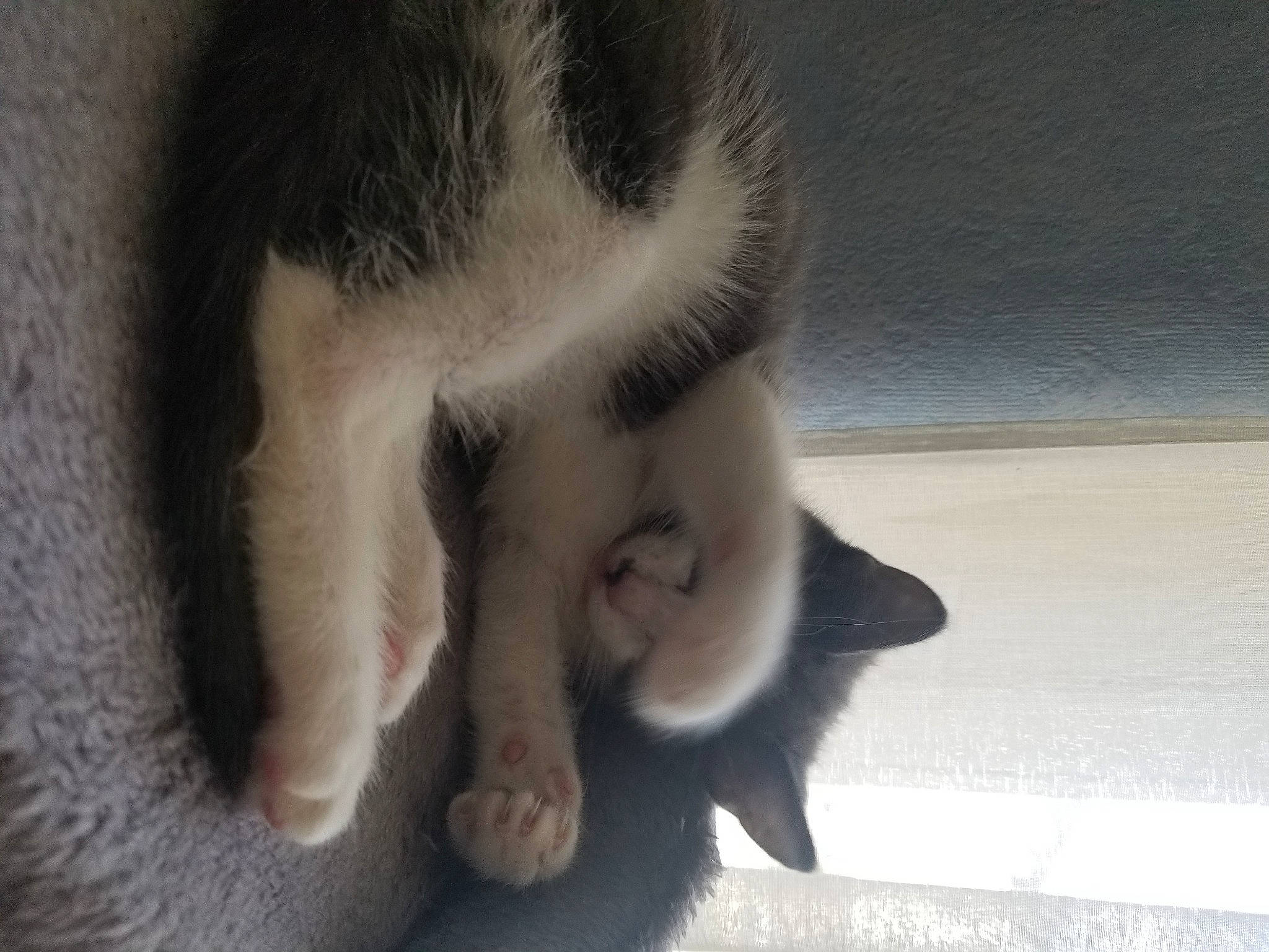 Simba a rejoint le concours — aidez-le/la à gagner de superbes lots ! beard, carnivore, cat, comfort, domestic_short_haired_cat, eye, eyebrow, eyelash, felidae, fur, gesture, human_body, jaw, leg, nose, paw, small_to_medium_sized_cats, snout, tail, whiskers