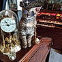 cat, kitten, tabby, organ, vintage, wooden_furniture, clock, glass_dome, candle, decor, indoor, sunglasses, hat, feather, antique, reflection, carpet, ornament, furniture, animal
