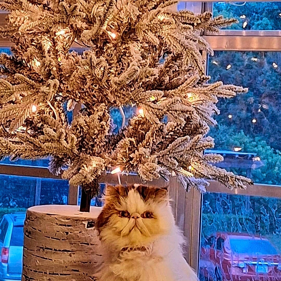 Khalessi joined the competition — help win amazing prizes! blue, branch, carnivore, cat, christmas_decoration, christmas_ornament, christmas_tree, fawn, felidae, flowerpot, freezing, light, plant, small_to_medium_sized_cats, tree, trunk, twig, whiskers, winter, wood