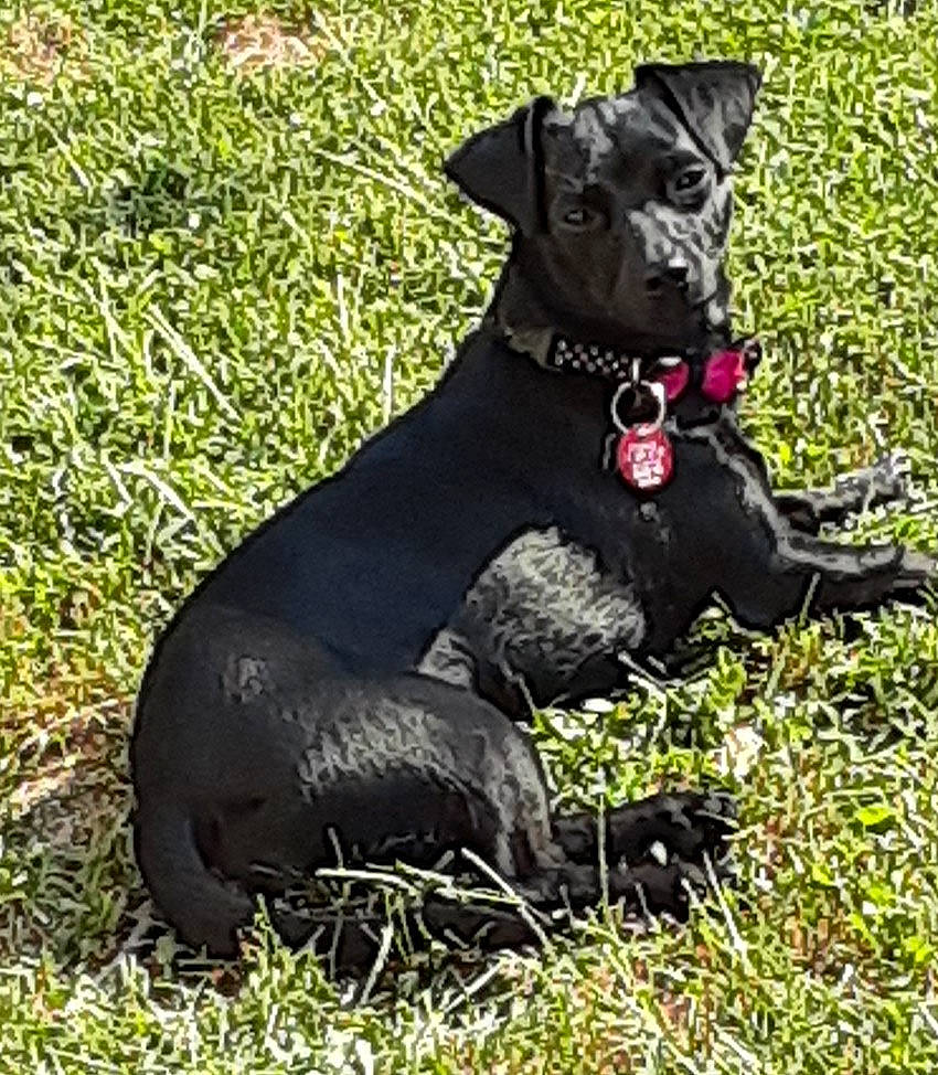 Bailey is registered to the contest to win money with this photo: black, canidae, carnivore, collar, companion_dog, dog, dog_breed, dog_collar, dog_supply, fur, grass, grass_family, guard_dog, non_sporting_group, pet_supply, snout, sporting_group, terrestrial_animal, working_animal, working_dog