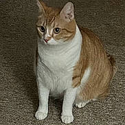 Marci joined the competition — help win amazing prizes! cat, orange_cat, white_cat, indoor, carpet, pet, animal, feline, sitting, curious, whiskers, ears, paws, fur, domestic_cat, mammal, quiet, alert, side_view, floor