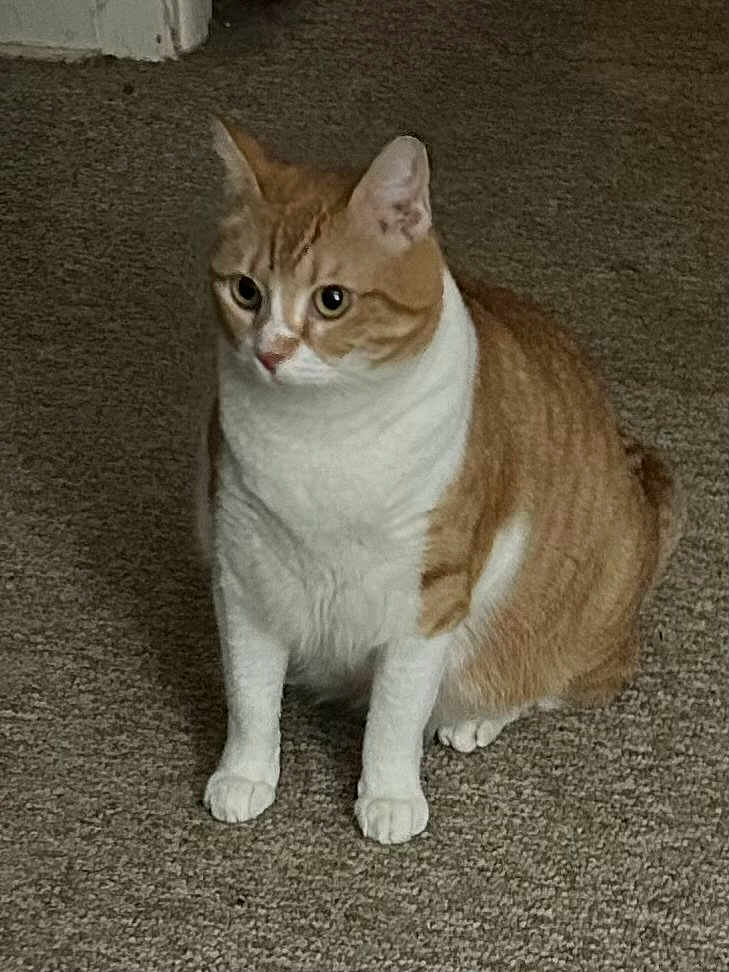 Marci joined the competition — help win amazing prizes! cat, orange_cat, white_cat, indoor, carpet, pet, animal, feline, sitting, curious, whiskers, ears, paws, fur, domestic_cat, mammal, quiet, alert, side_view, floor