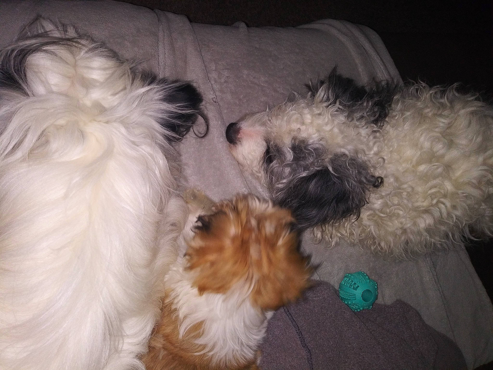 Boo Bear is registered to the contest to win money with this photo: canidae, carnivore, companion_dog, dog, dog_breed, dog_supply, fawn, fur, liver, maltepoo, non_sporting_group, shih_poo, small_terrier, snout, sporting_group, tail, terrier, toy_dog, working_animal, yorkipoo