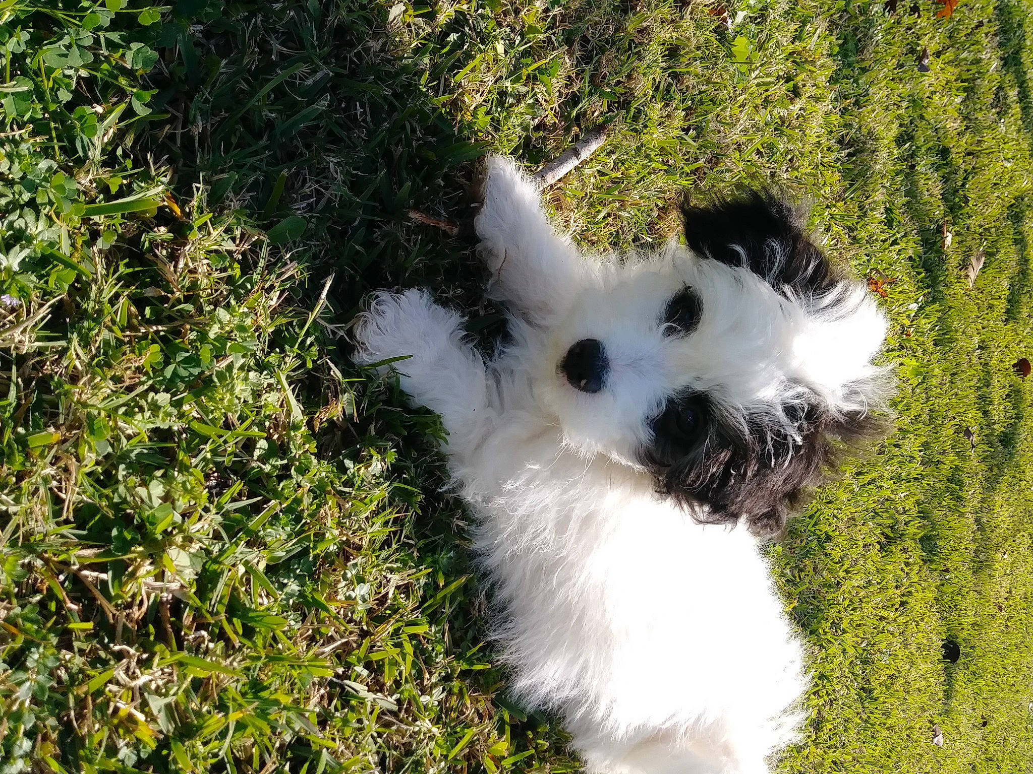 Boo Bear joined the competition — help win amazing prizes! canidae, carnivore, companion_dog, dog, dog_breed, fawn, fur, grass, grassland, pasture, plant, snout, sporting_group, tail, terrestrial_animal, terrier, toy_dog, tree, whiskers, working_animal