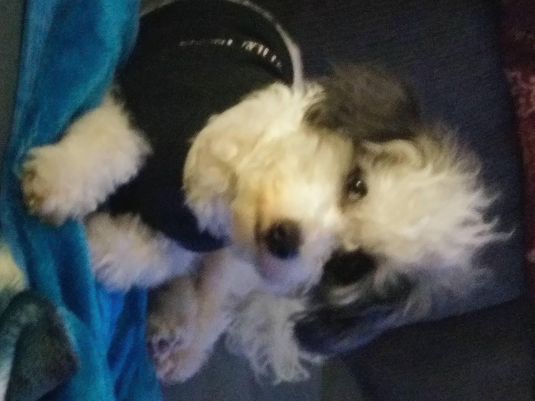 Boo Bear joined the competition — help win amazing prizes! canidae, carnivore, companion_dog, dog, dog_breed, dog_supply, fawn, fur, mal_shi, paw, puppy_love, shih_poo, small_terrier, snout, sporting_group, terrier, toy, toy_dog, whiskers, working_animal