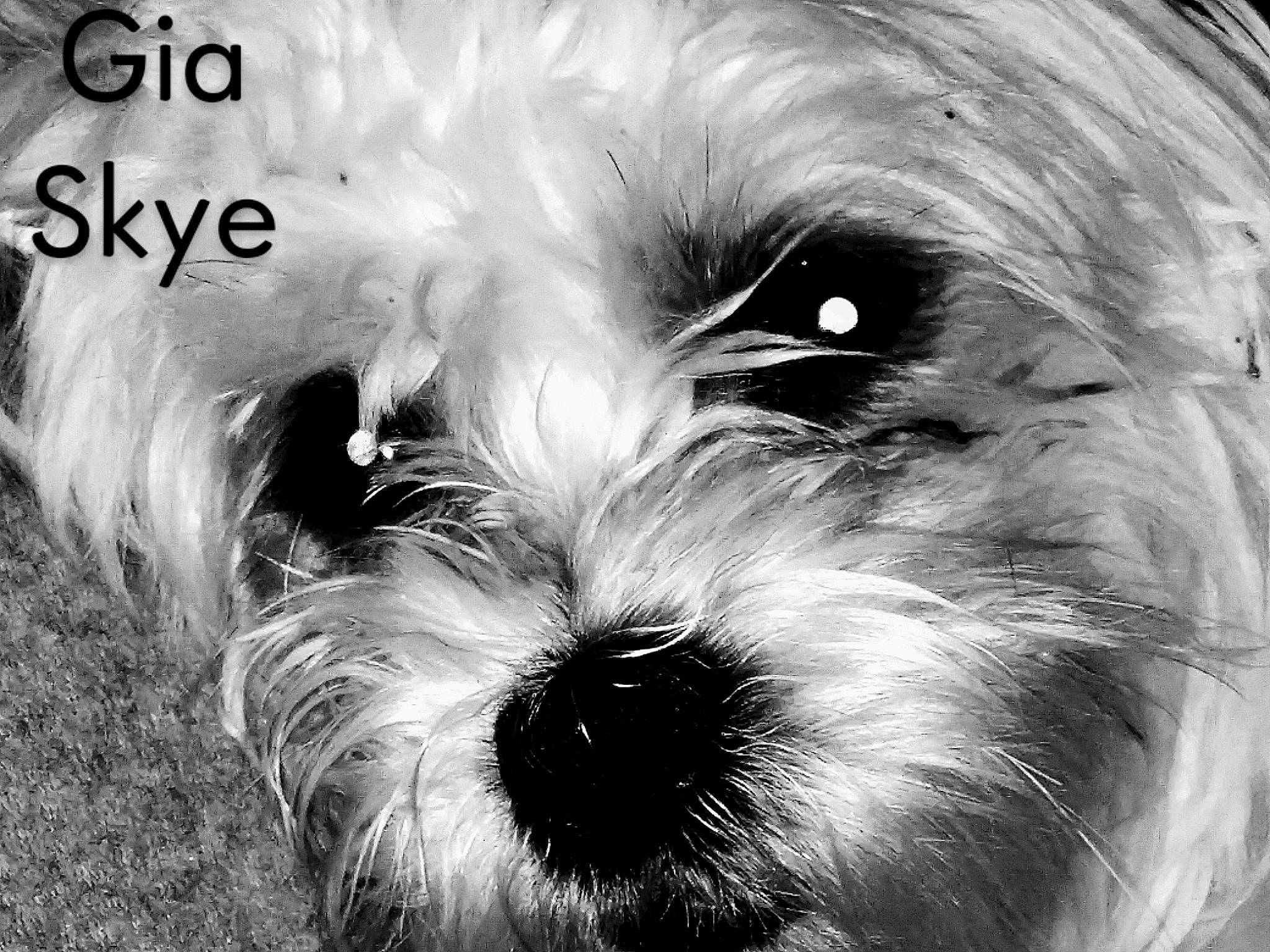 Gia Skye joined the competition — help win amazing prizes! canidae, carnivore, close_up, cockapoo, companion_dog, dog, dog_breed, font, fur, maltepoo, monochrome, monochrome_photography, non_sporting_group, shih_poo, small_terrier, snout, sporting_group, terrier, toy_dog, working_animal