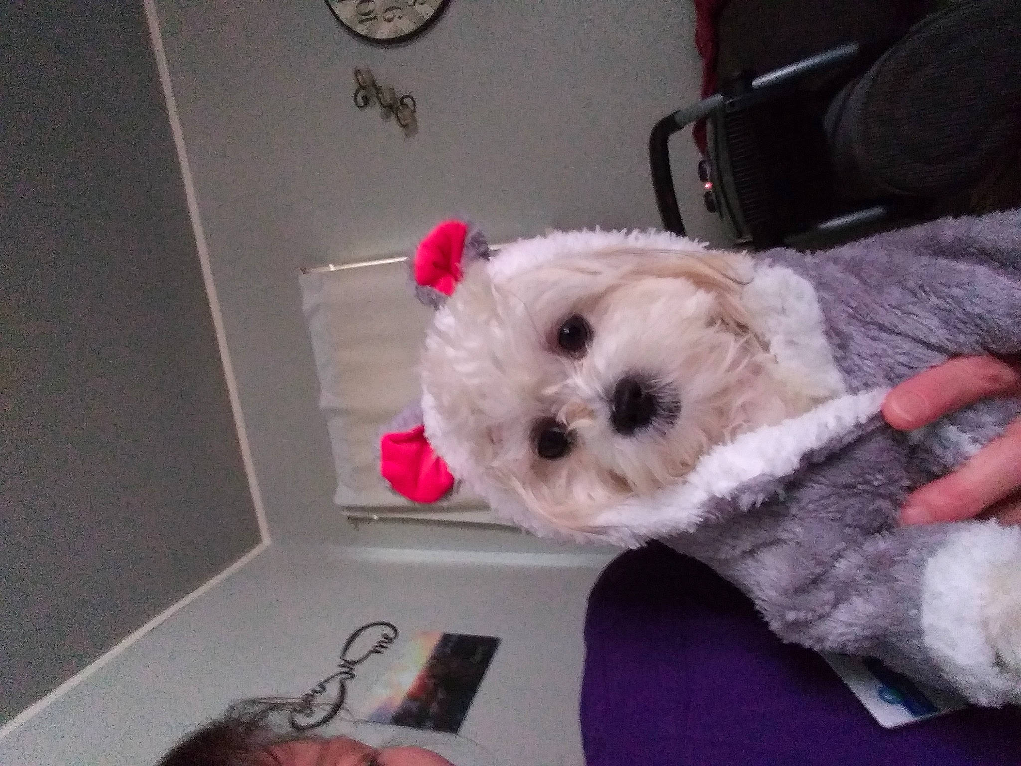 Gia Skye is registered to the contest to win money with this photo: bow_tie, canidae, carnivore, collar, companion_dog, dog, dog_breed, dog_clothes, dog_supply, eyewear, fur, pink, plush, small_terrier, snout, stuffed_toy, terrier, toy, toy_dog, working_animal