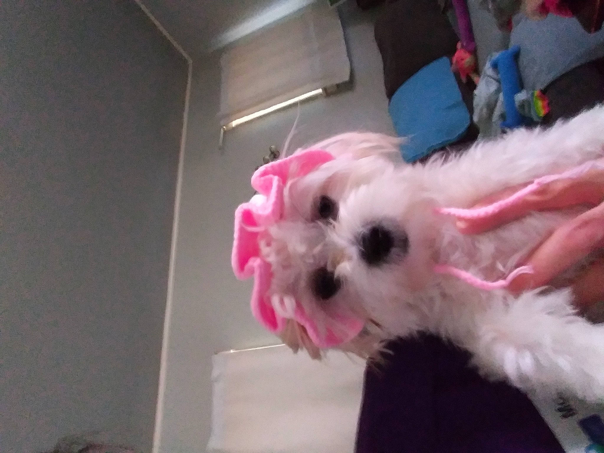 Gia Skye is registered to the contest to win money with this photo: canidae, carnivore, companion_dog, dog, dog_breed, ear, event, eye, fawn, fur, maltepoo, non_sporting_group, pink, small_terrier, snout, sporting_group, stuffed_toy, toy, toy_dog, whiskers