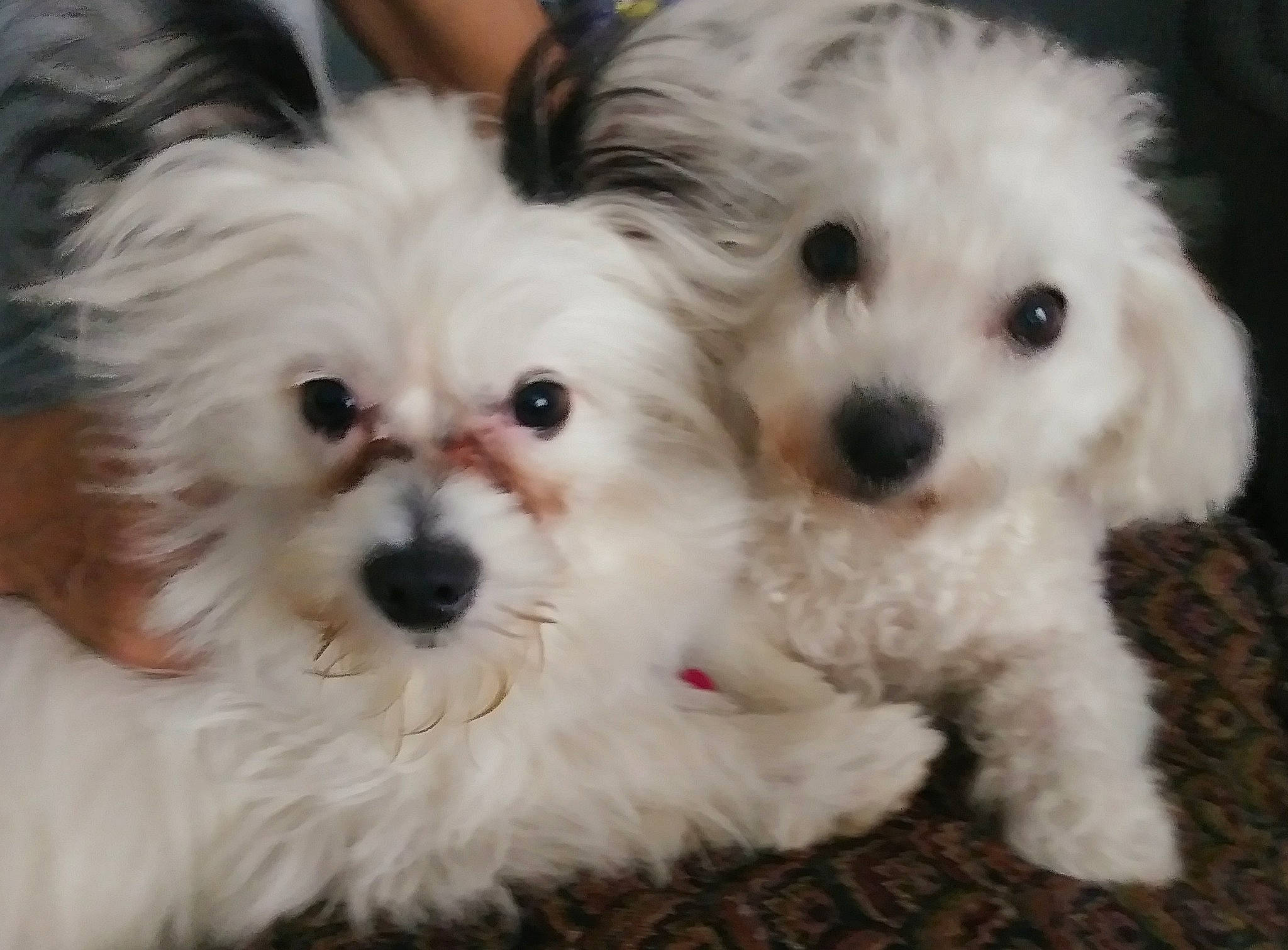 Mojo joined the competition — help win amazing prizes! canidae, carnivore, companion_dog, dog, dog_breed, dog_supply, eye, fur, mal_shi, maltepoo, non_sporting_group, plant, shih_poo, small_terrier, snout, sporting_group, terrestrial_animal, terrier, toy_dog, working_animal