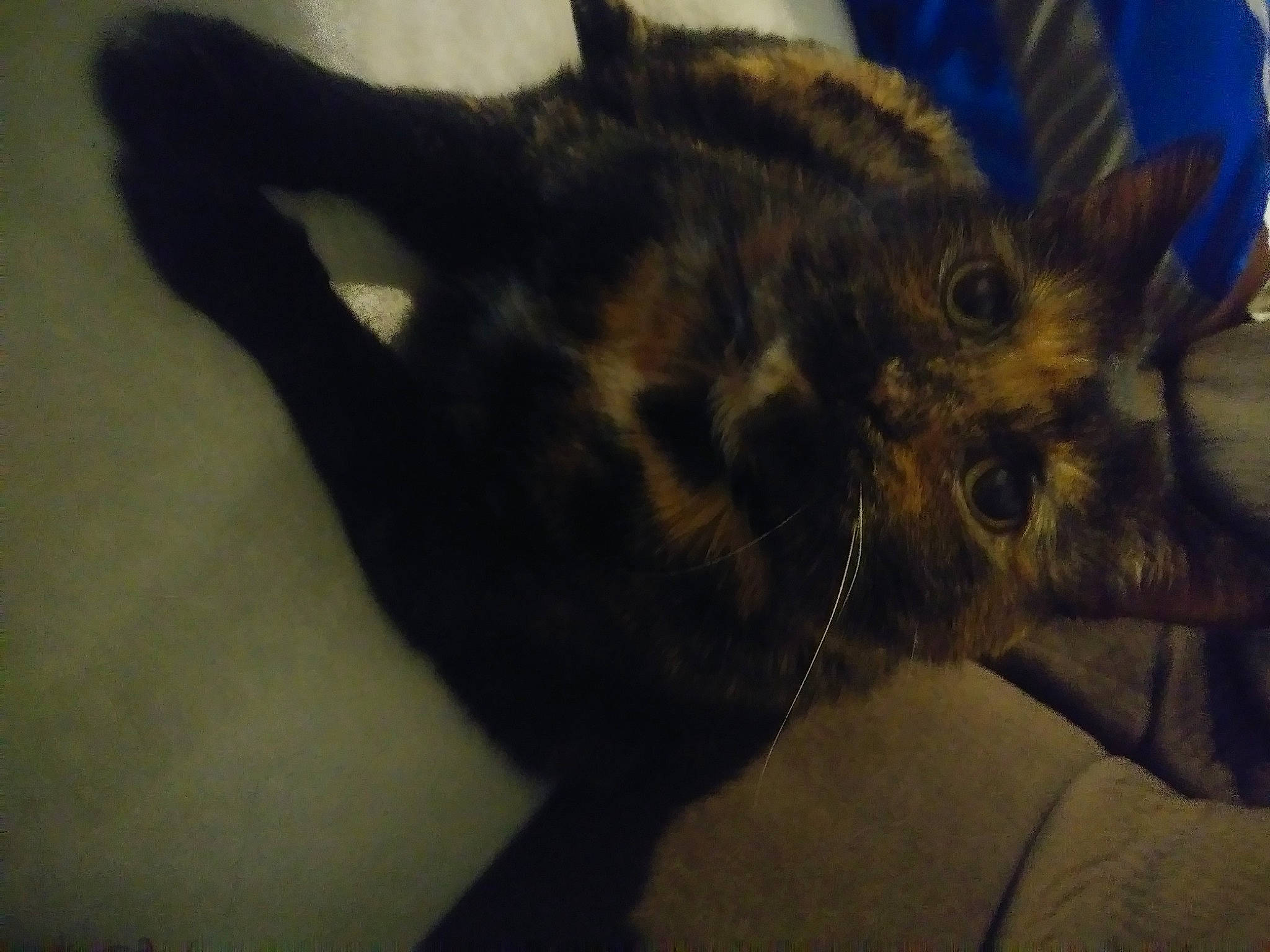 Cookie joined the competition — help win amazing prizes! bed, black_cat, carnivore, cat, claw, comfort, domestic_short_haired_cat, ear, felidae, fur, nap, paw, sleep, small_to_medium_sized_cats, snout, tail, terrestrial_animal, whiskers, wildlife