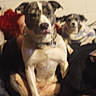 dog, indoor, person, blur, furniture, wall, seated, animal, pet, companion, cozy, couch, relaxed, furry, friend, domestic, cute, two_dogs, human, background