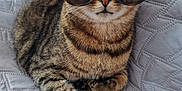 Guizmo a rejoint le concours — aidez-le/la à gagner de superbes lots ! animal, cat, closeup, cozy, cute, domestic_cat, ears, feline, indoor, paws, pet, portrait, relaxed, resting, striped, sunglasses, tabby, texture, whiskers, white_blanket
