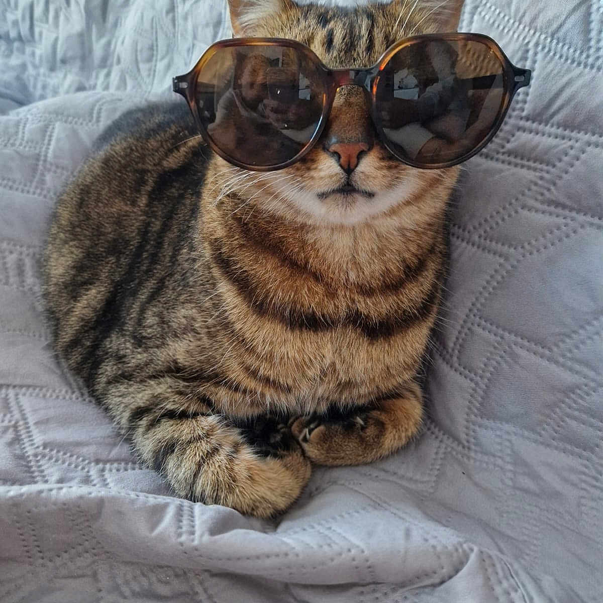 Guizmo a rejoint le concours — aidez-le/la à gagner de superbes lots ! animal, cat, closeup, cozy, cute, domestic_cat, ears, feline, indoor, paws, pet, portrait, relaxed, resting, striped, sunglasses, tabby, texture, whiskers, white_blanket