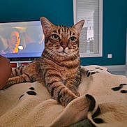 Guizmo participe au concours pour gagner de l'argent avec cette photo : animal, blanket, cat, comfort, cozy, cute, domestic_animal, feline, fur, home, indoor, living_room, mammal, paw_prints, pet, relaxing, resting, stretching, tabby, television