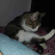 Charlotte is registered to the contest to win money with this photo: cat, animal, pet, feline, grooming, bed, blanket, indoor, fur, whiskers, paw, leg, tabby, white, striped, cozy, resting, cute, sleepy, domestic