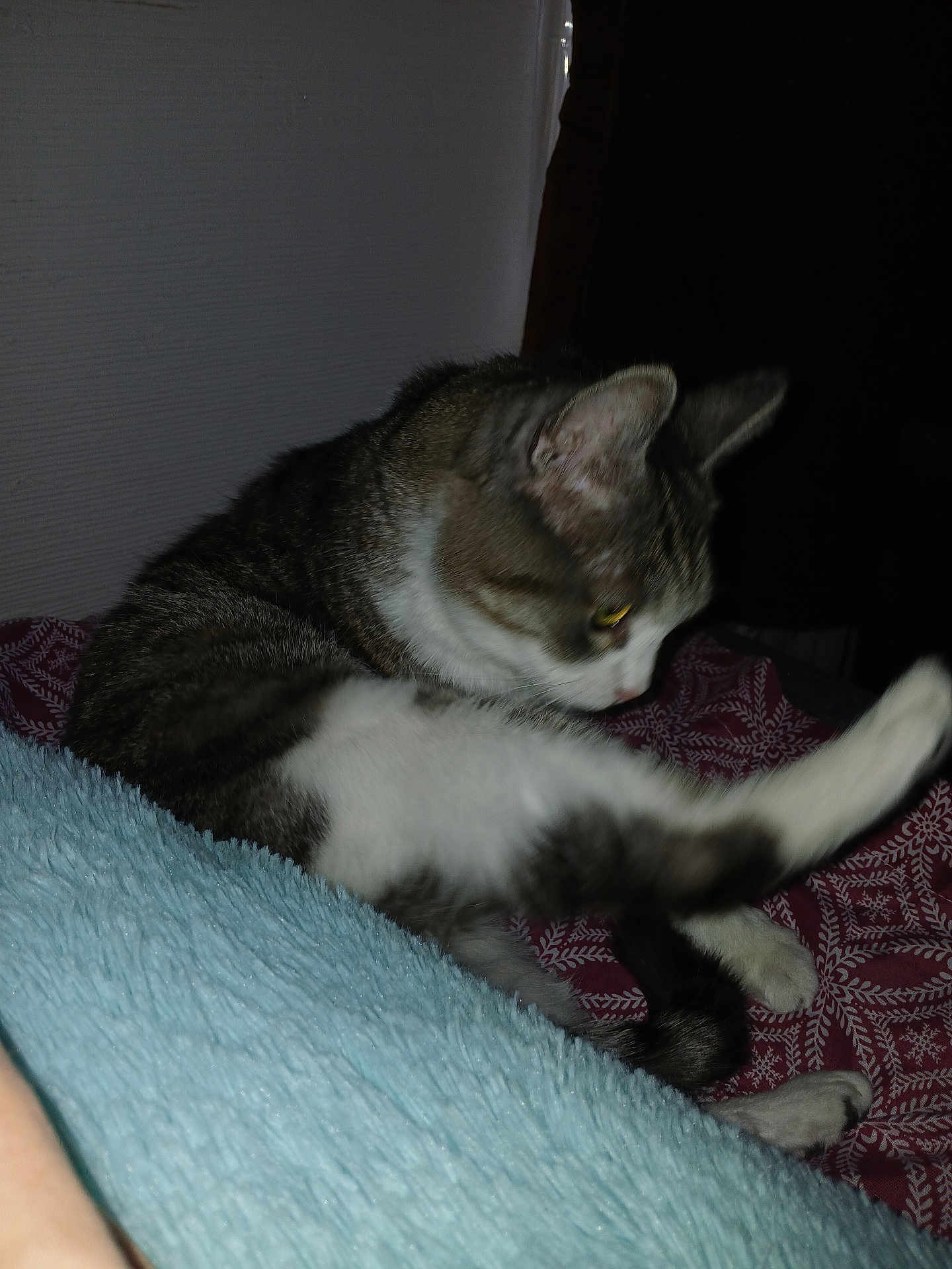 Charlotte is registered to the contest to win money with this photo: cat, animal, pet, feline, grooming, bed, blanket, indoor, fur, whiskers, paw, leg, tabby, white, striped, cozy, resting, cute, sleepy, domestic