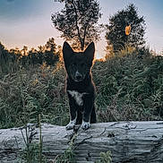 Aïko a rejoint le concours — aidez-le/la à gagner de superbes lots ! dog, puppy, black_and_white, forest, log, sunset, trees, nature, outdoor, grass, plants, fern, animal, canine, young, standing, alert, scenery, wildlife, sunlight