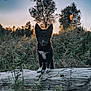 dog, puppy, black_and_white, forest, log, sunset, trees, nature, outdoor, grass, plants, fern, animal, canine, young, standing, alert, scenery, wildlife, sunlight