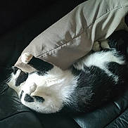 Jessie participe au concours pour gagner de l'argent avec cette photo : animal, black_and_white, cat, couch, cozy, cute, domestic, feline, fur, home, indoor, lazy, leather, paw, pet, pillow, relaxed, resting, sleeping, whiskers
