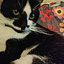 abyssinian, animal, applique, blackcat, cat, couch, furniture, kitten, manx, pattern, pet, siamese