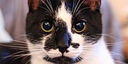 Jessie participe au concours pour gagner de l'argent avec cette photo : animal, background_blur, black_and_white, cat, close_up, curious, cute, domestic_cat, ears, eyes, face, feline, focus, fur, indoor, muzzle, nose, pet, portrait, whiskers