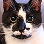 animal, background_blur, black_and_white, cat, close_up, curious, cute, domestic_cat, ears, eyes, face, feline, focus, fur, indoor, muzzle, nose, pet, portrait, whiskers